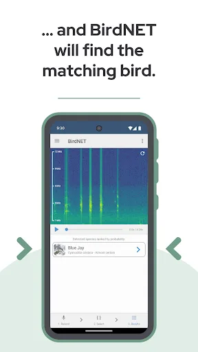 BirdNET screenshot 5