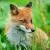 Community Showcase Fauna