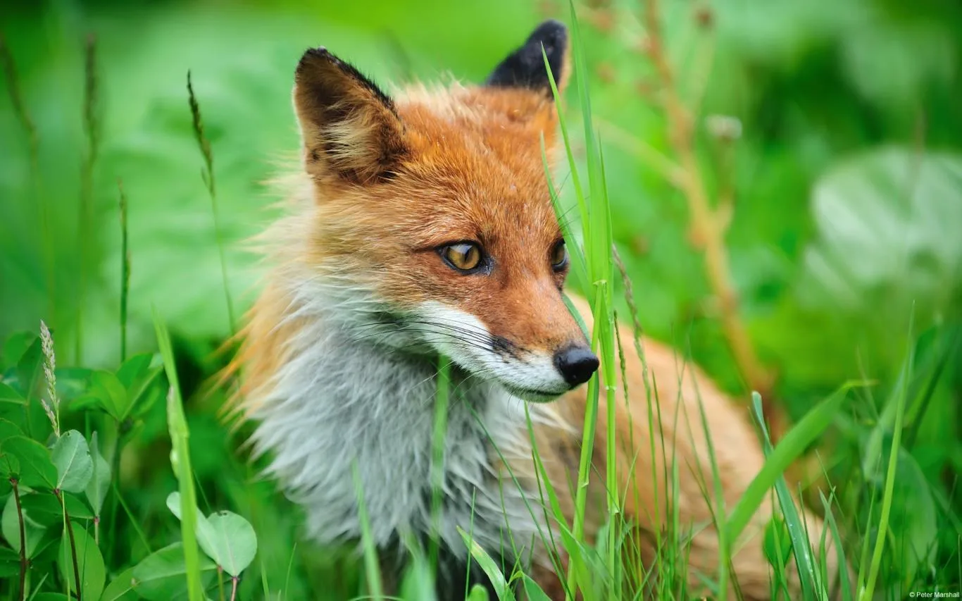 Community Showcase Fauna screenshot 1
