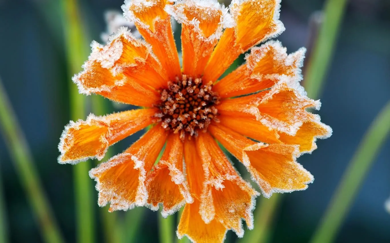 Flowers in the Snow screenshot 1