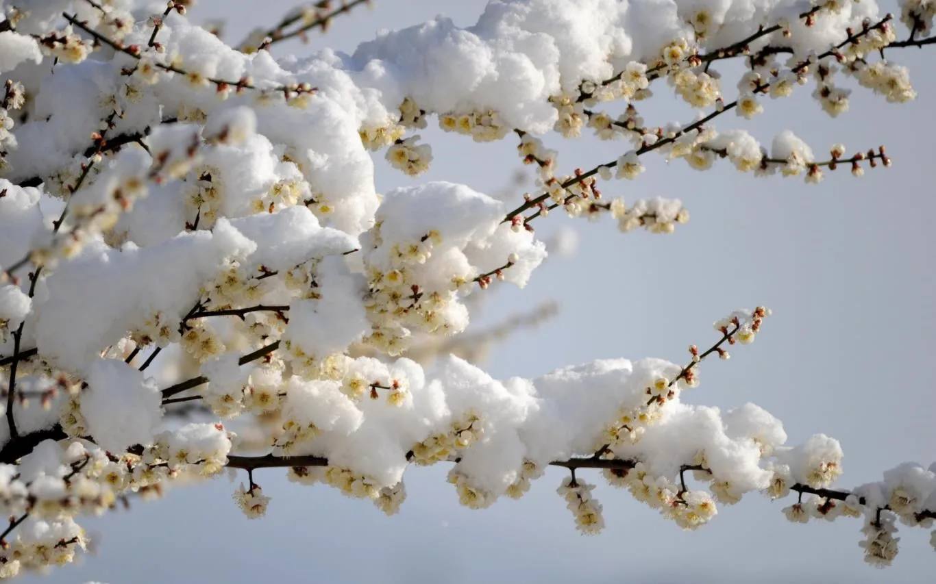 Flowers in the Snow screenshot 2