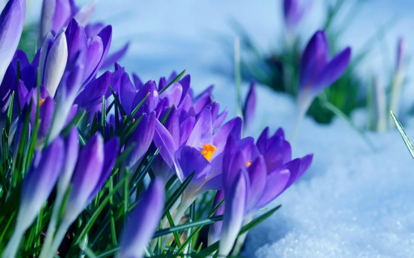 Flowers in the Snow screenshot 3