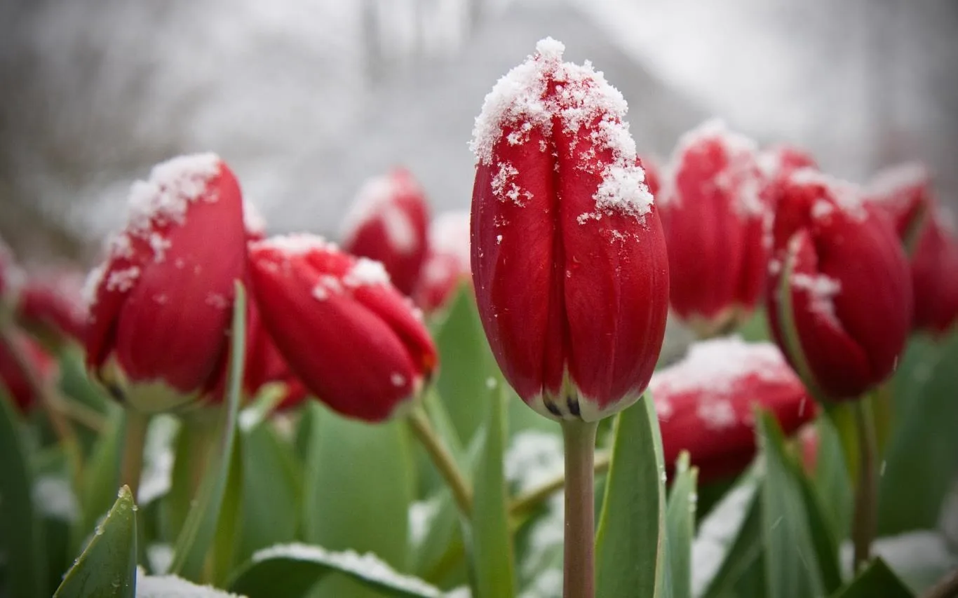 Flowers in the Snow screenshot 4