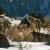 Animals of Yellowstone