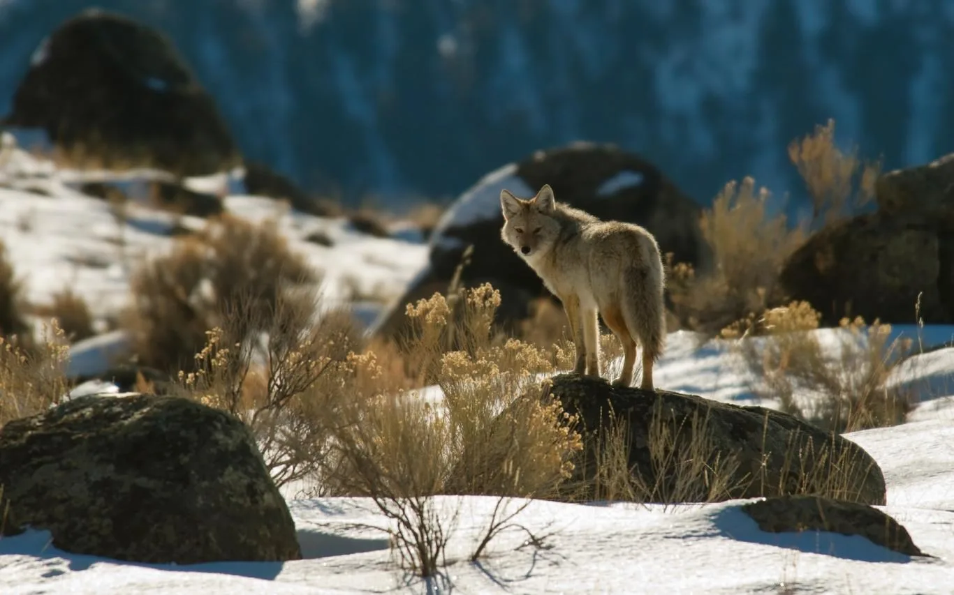 Animals of Yellowstone screenshot 1