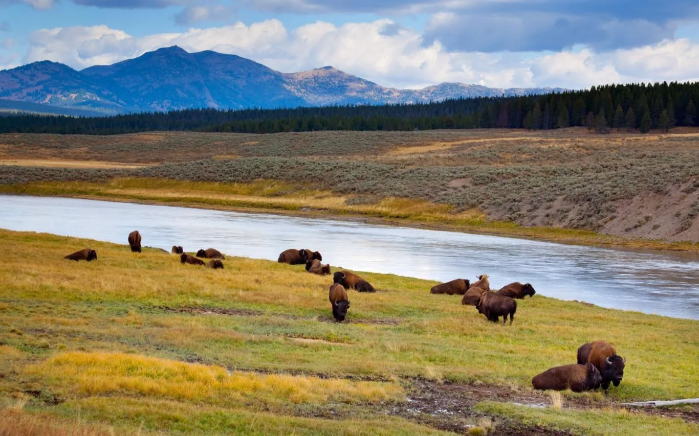 Animals of Yellowstone screenshot 2