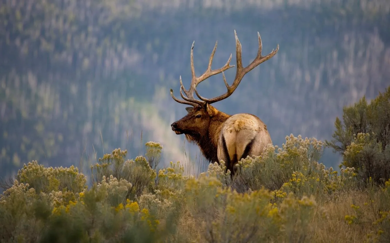 Animals of Yellowstone screenshot 3