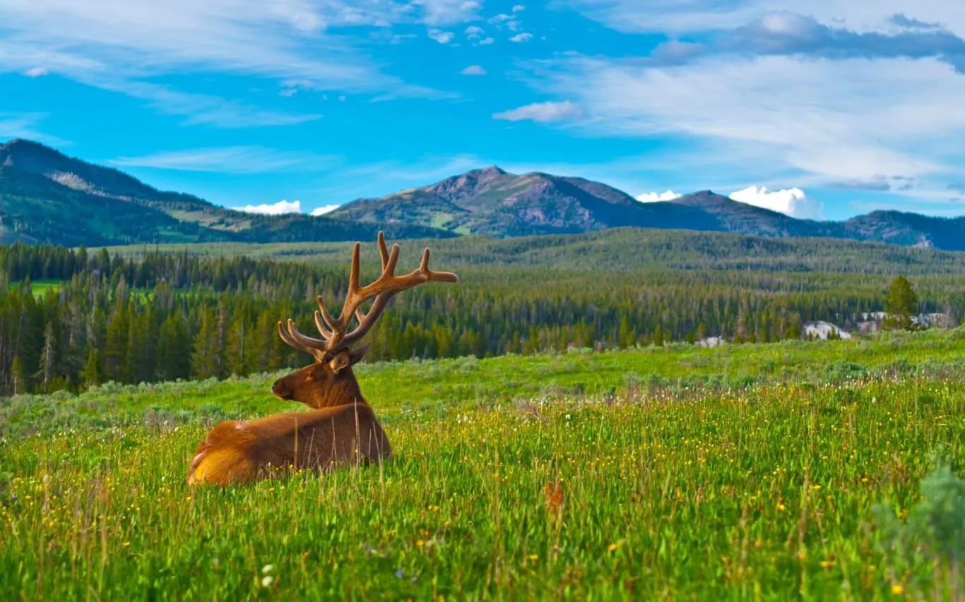 Animals of Yellowstone screenshot 4