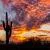 Desert Beauty