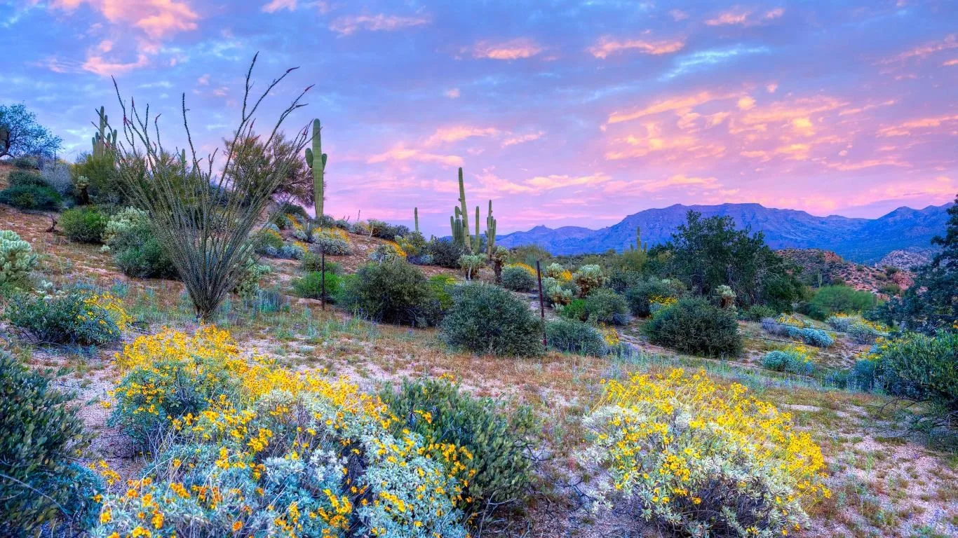 Desert Beauty screenshot 2