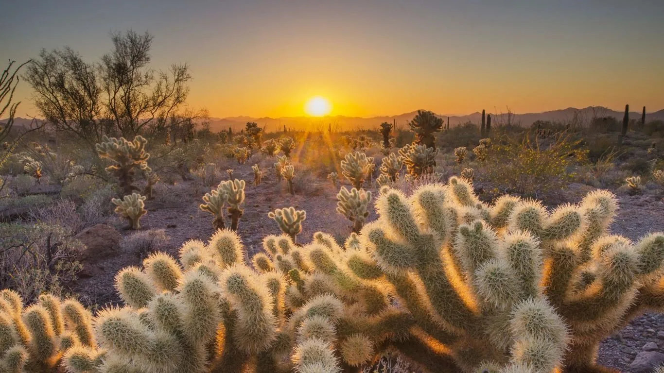 Desert Beauty screenshot 4