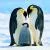 Penguin Papas