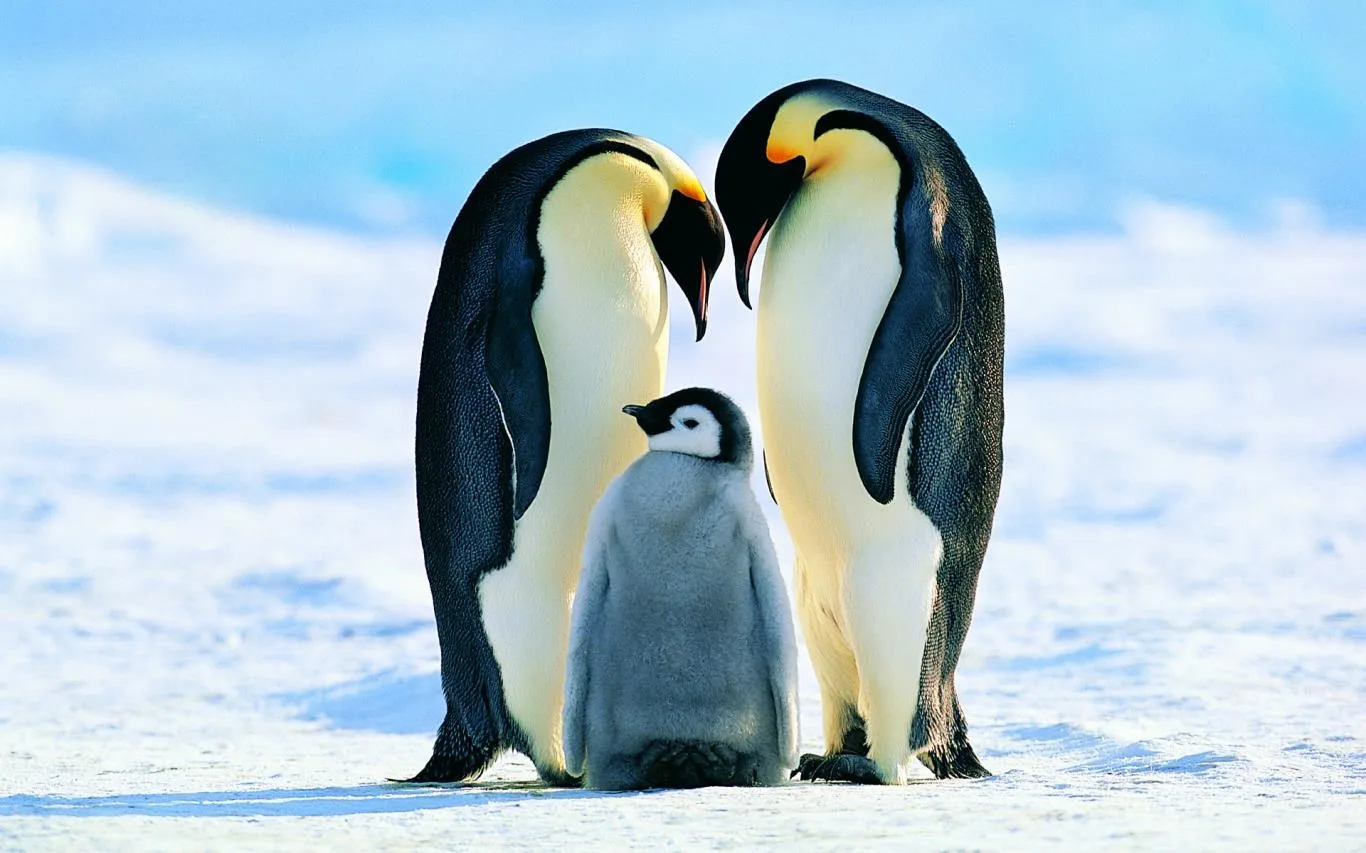 Penguin Papas screenshot 1