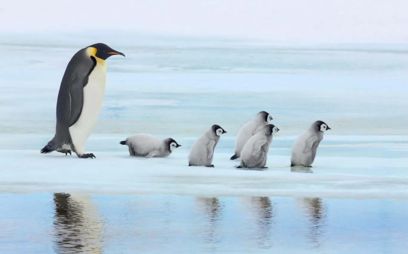 Penguin Papas screenshot 2