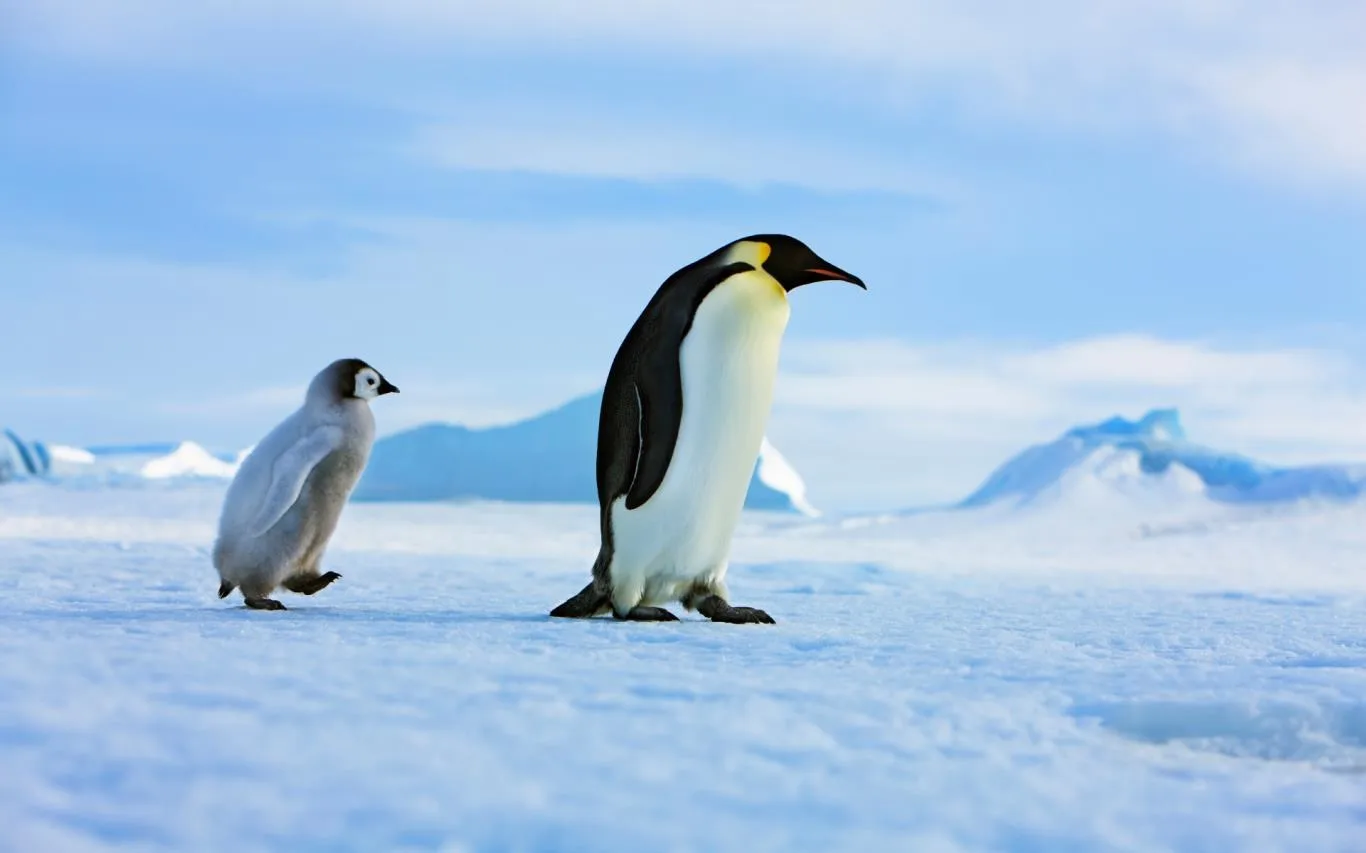Penguin Papas screenshot 3