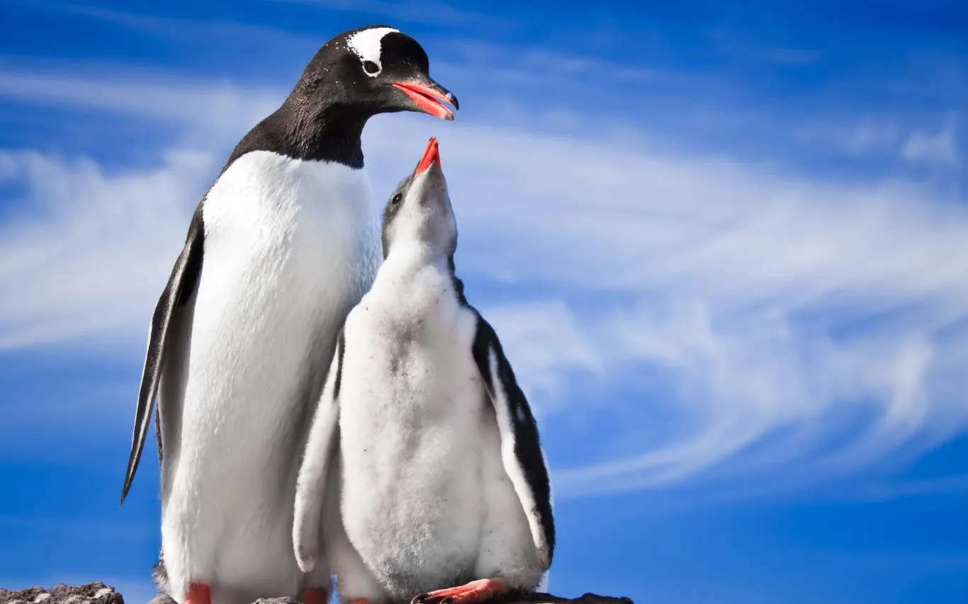 Penguin Papas screenshot 4