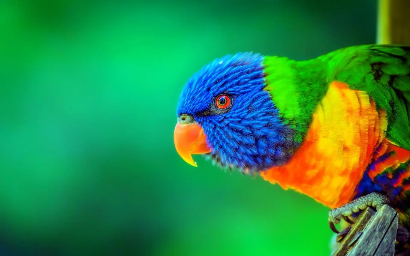 Colors of the Rainbow screenshot 1