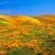 Bing Sunshine