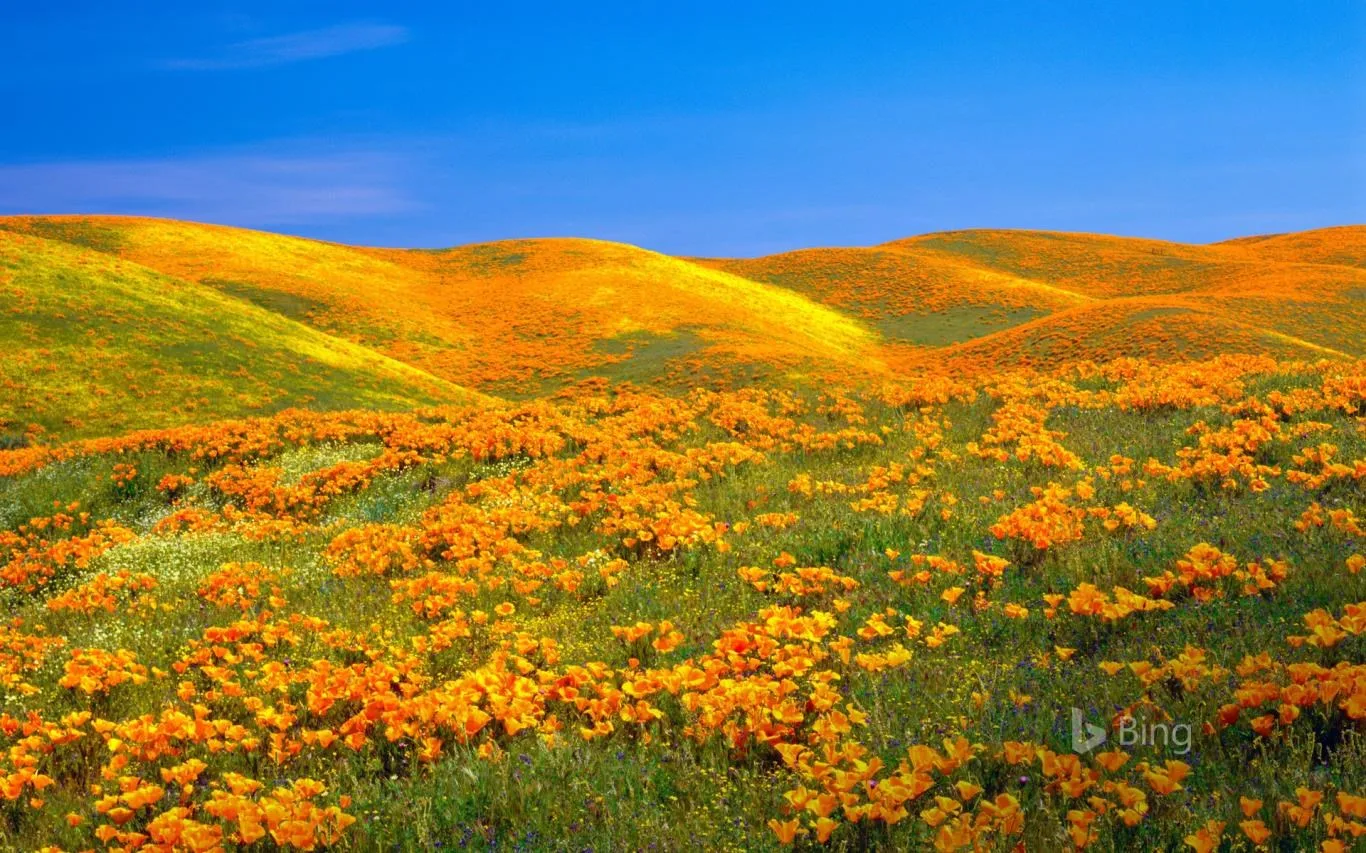 Bing Sunshine screenshot 1