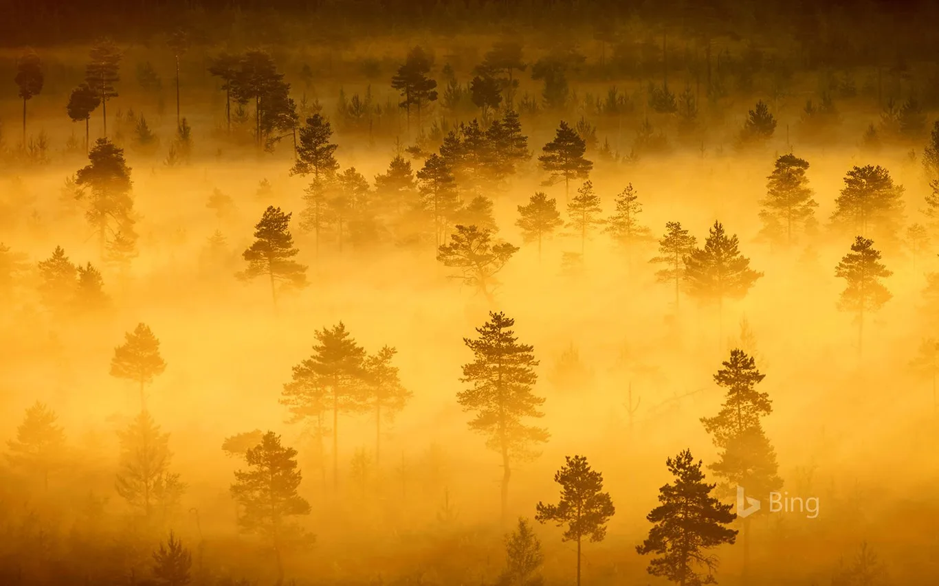 Bing Sunshine screenshot 2