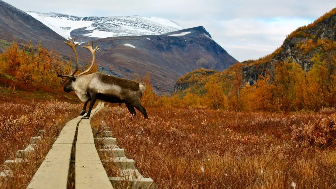 Autumn in Sweden screenshot 1