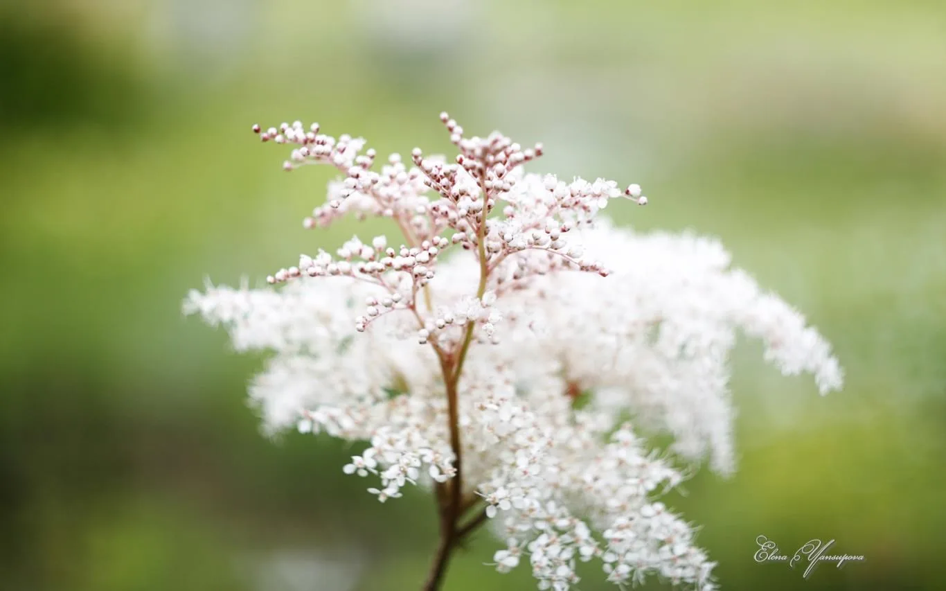 Beautiful Blossoms by Elena Yansupova screenshot 1