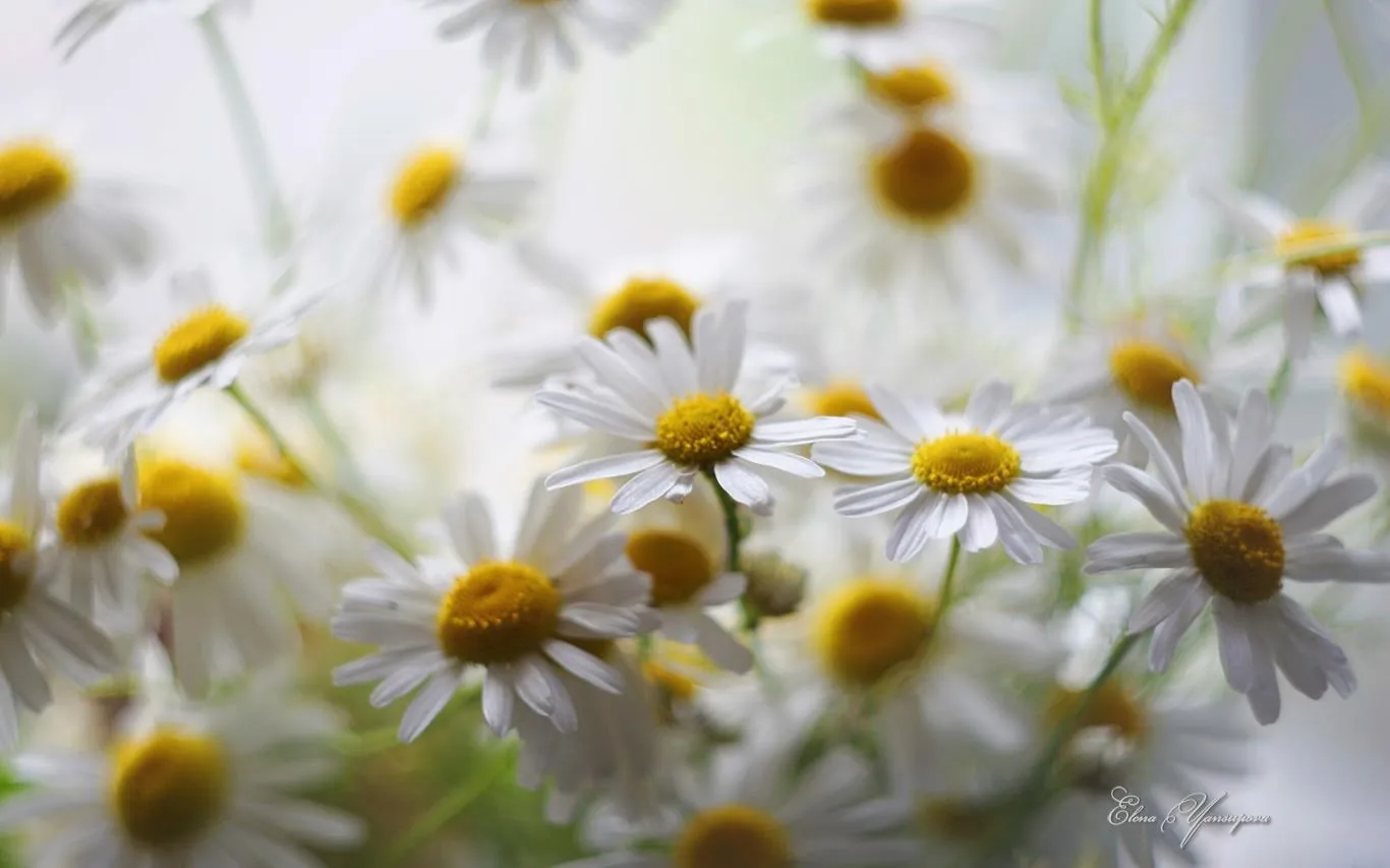 Beautiful Blossoms by Elena Yansupova screenshot 2