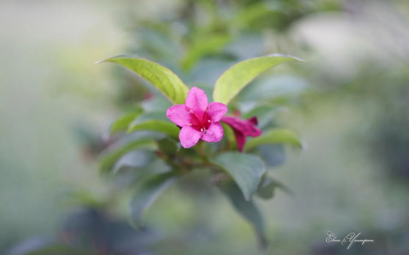 Beautiful Blossoms by Elena Yansupova screenshot 3