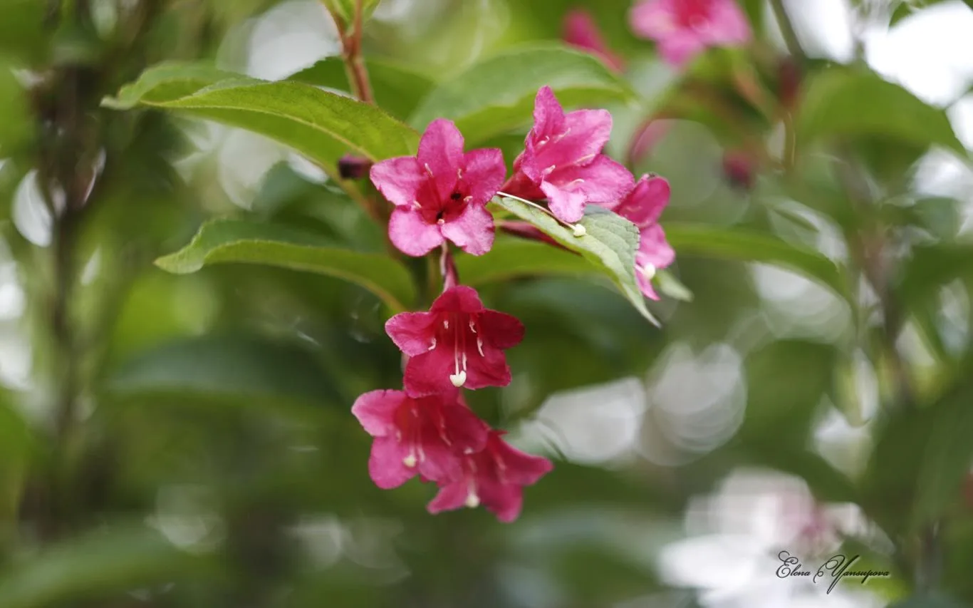 Beautiful Blossoms by Elena Yansupova screenshot 4