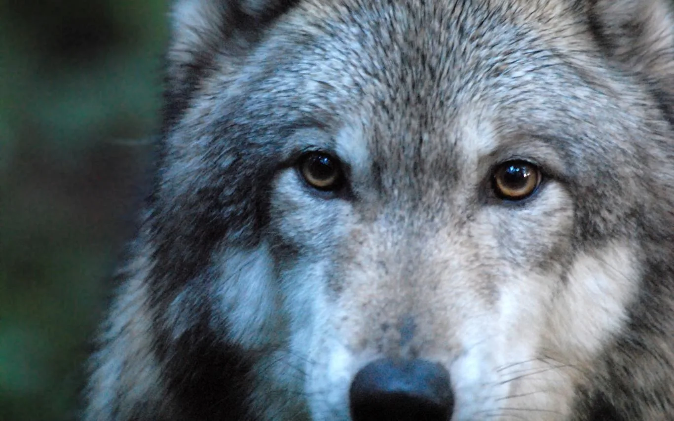 Wolves by Dave Johnson screenshot 1