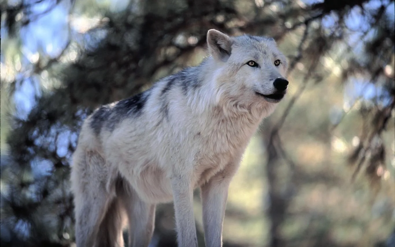 Wolves by Dave Johnson screenshot 2