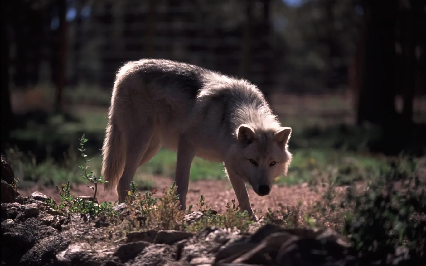 Wolves by Dave Johnson screenshot 3
