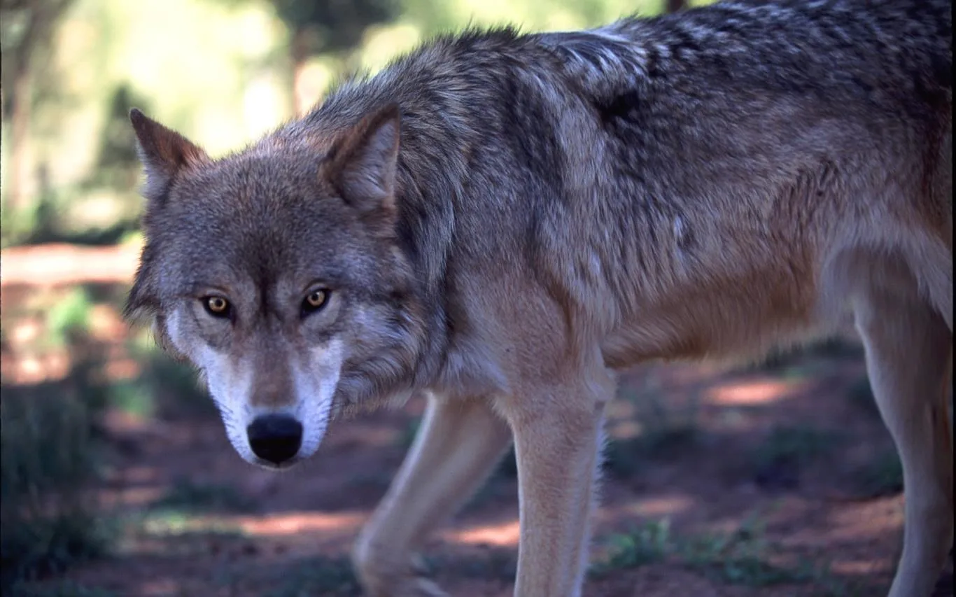 Wolves by Dave Johnson screenshot 4