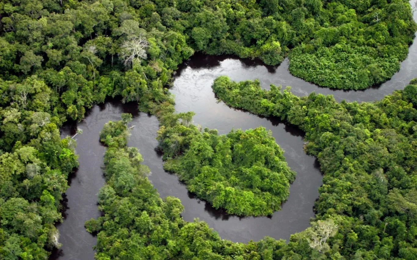 Amazon Rainforest screenshot 2