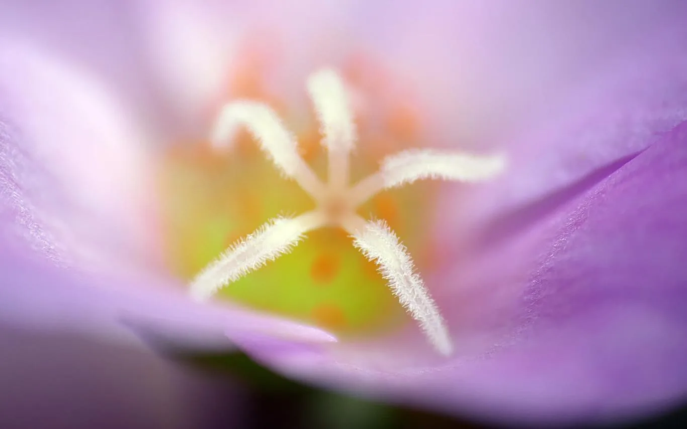 Flower Petals screenshot 1
