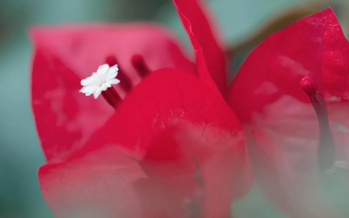 Flower Petals screenshot 2