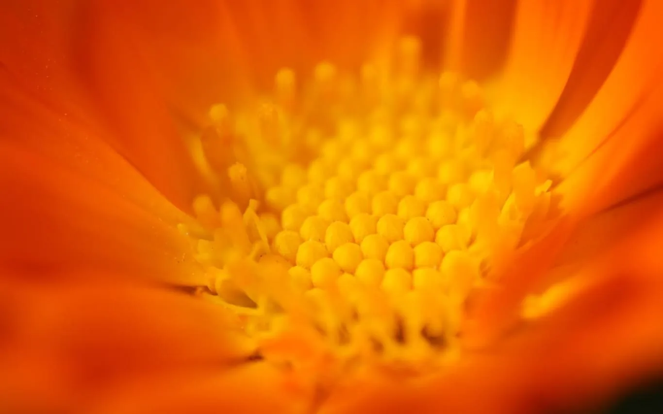 Flower Petals screenshot 3