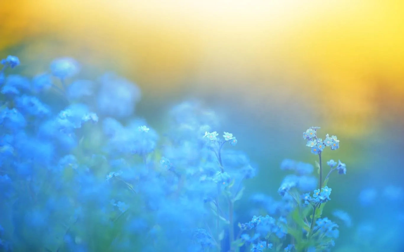 Flower Petals screenshot 4