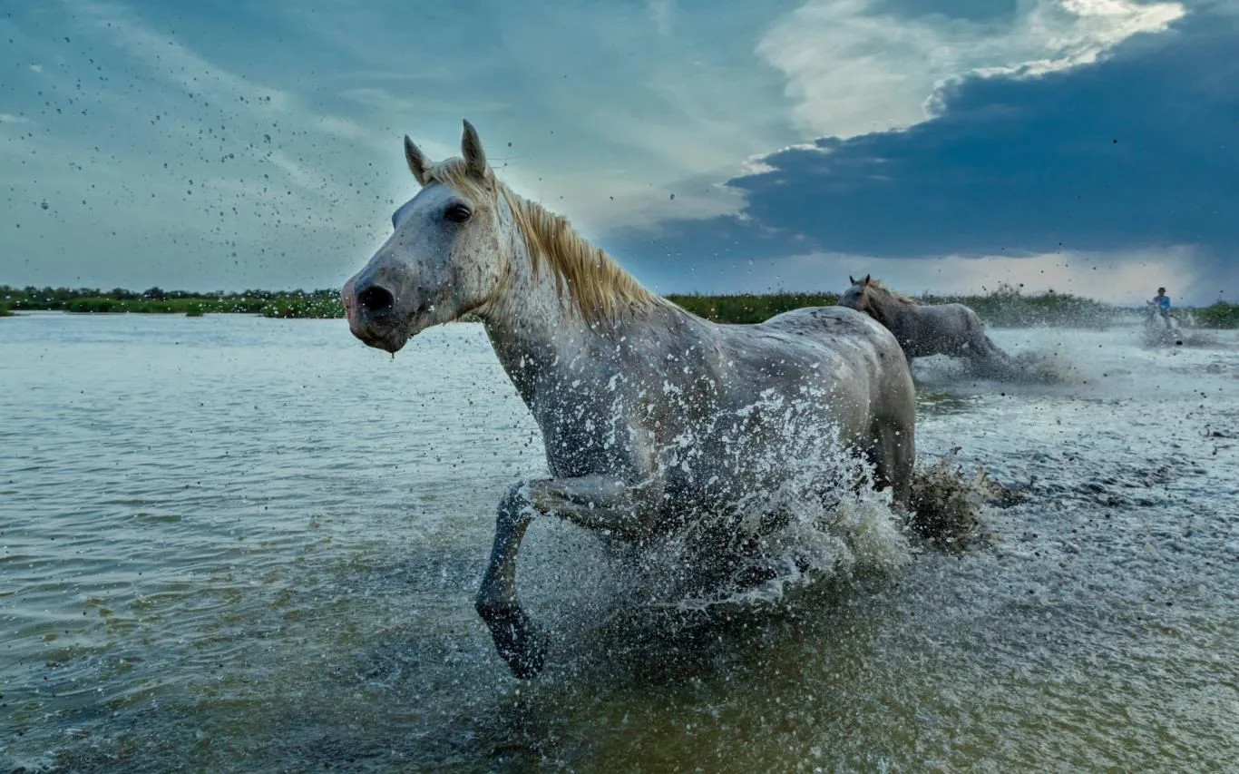 The Animal Kingdom screenshot 1