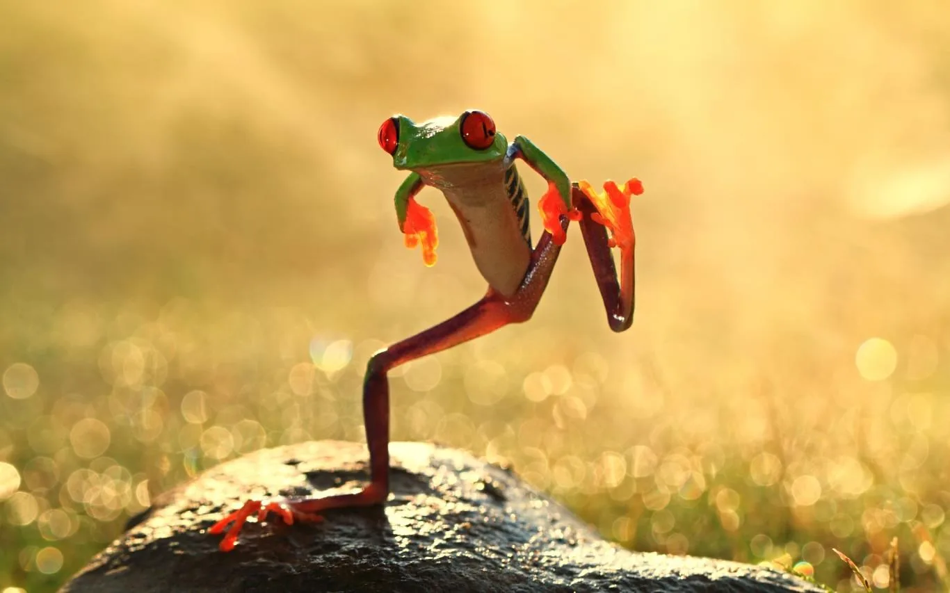 The Animal Kingdom screenshot 2