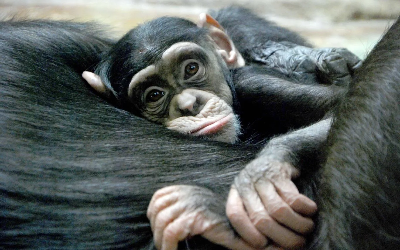 The Animal Kingdom screenshot 3
