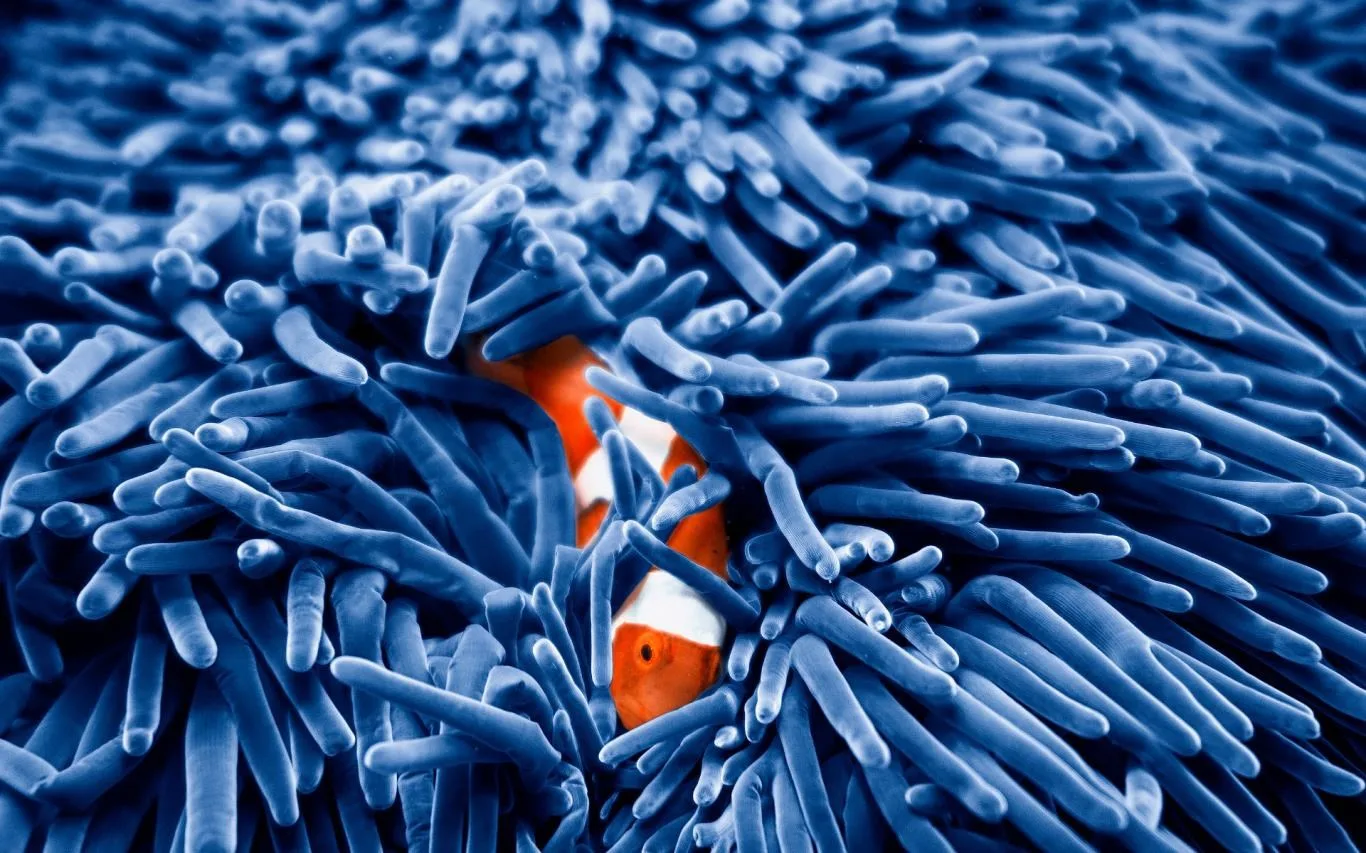 Undersea Life screenshot 1