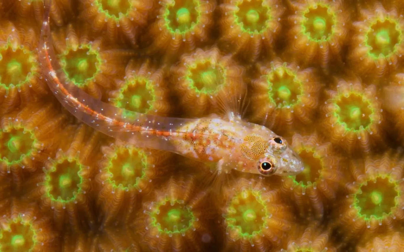 Undersea Life screenshot 2