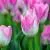 Tulip Festival by Thiyagarajan Swaminathan