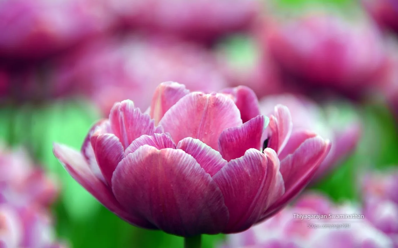 Tulip Festival by Thiyagarajan Swaminathan screenshot 1