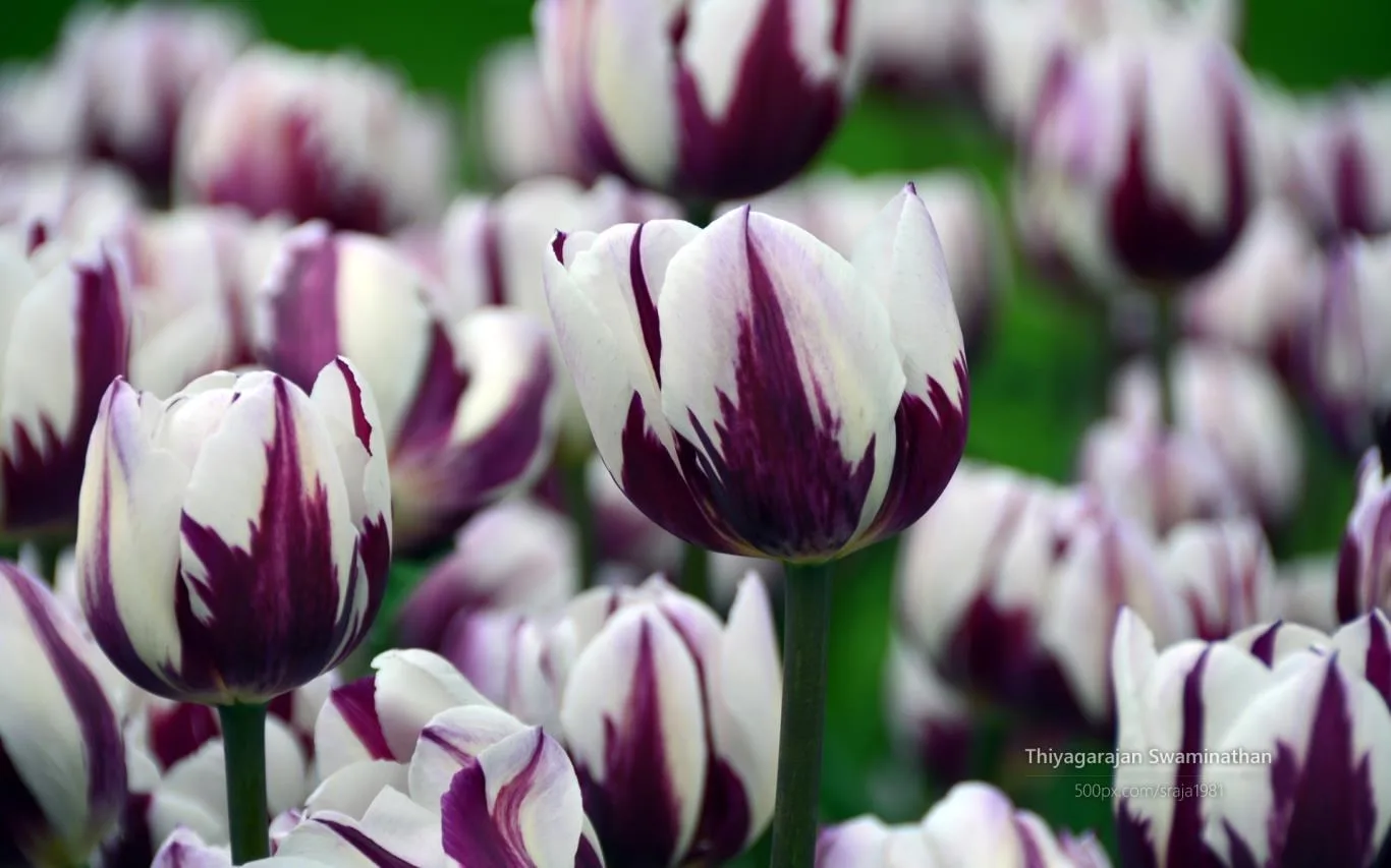 Tulip Festival by Thiyagarajan Swaminathan screenshot 2