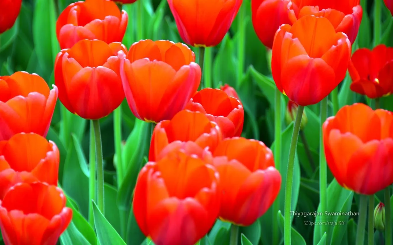 Tulip Festival by Thiyagarajan Swaminathan screenshot 3