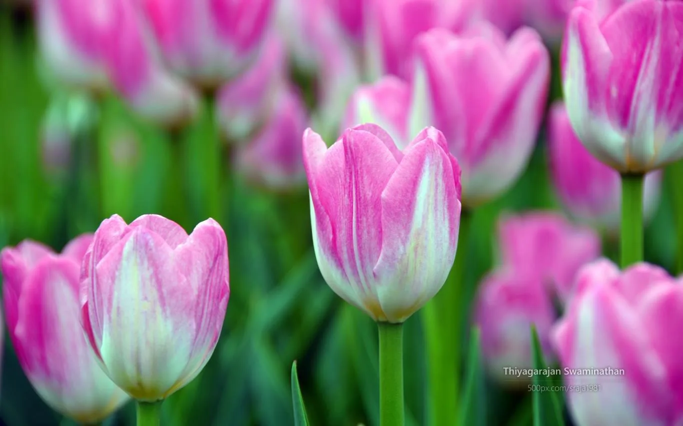 Tulip Festival by Thiyagarajan Swaminathan screenshot 4