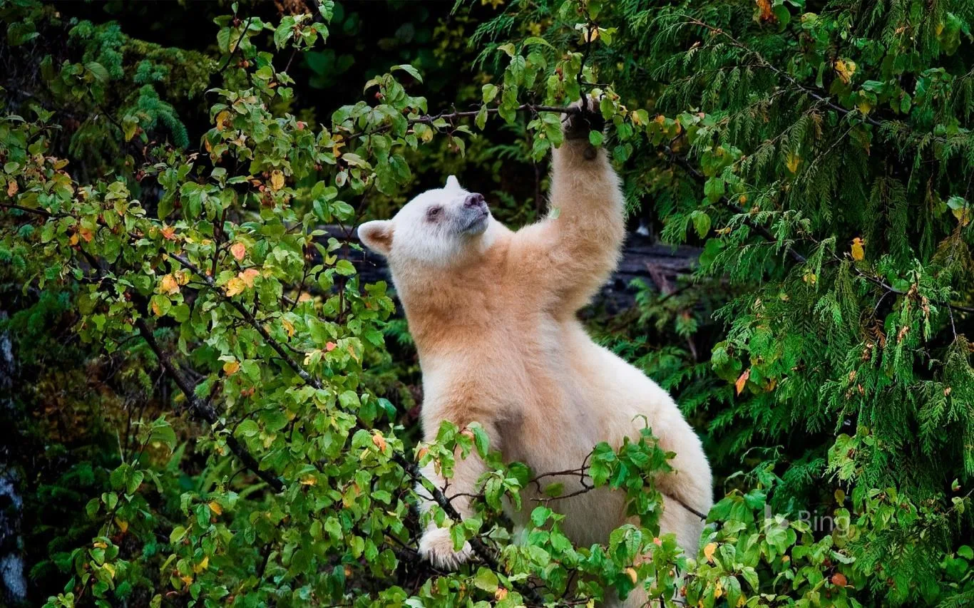Bing Animals screenshot 1
