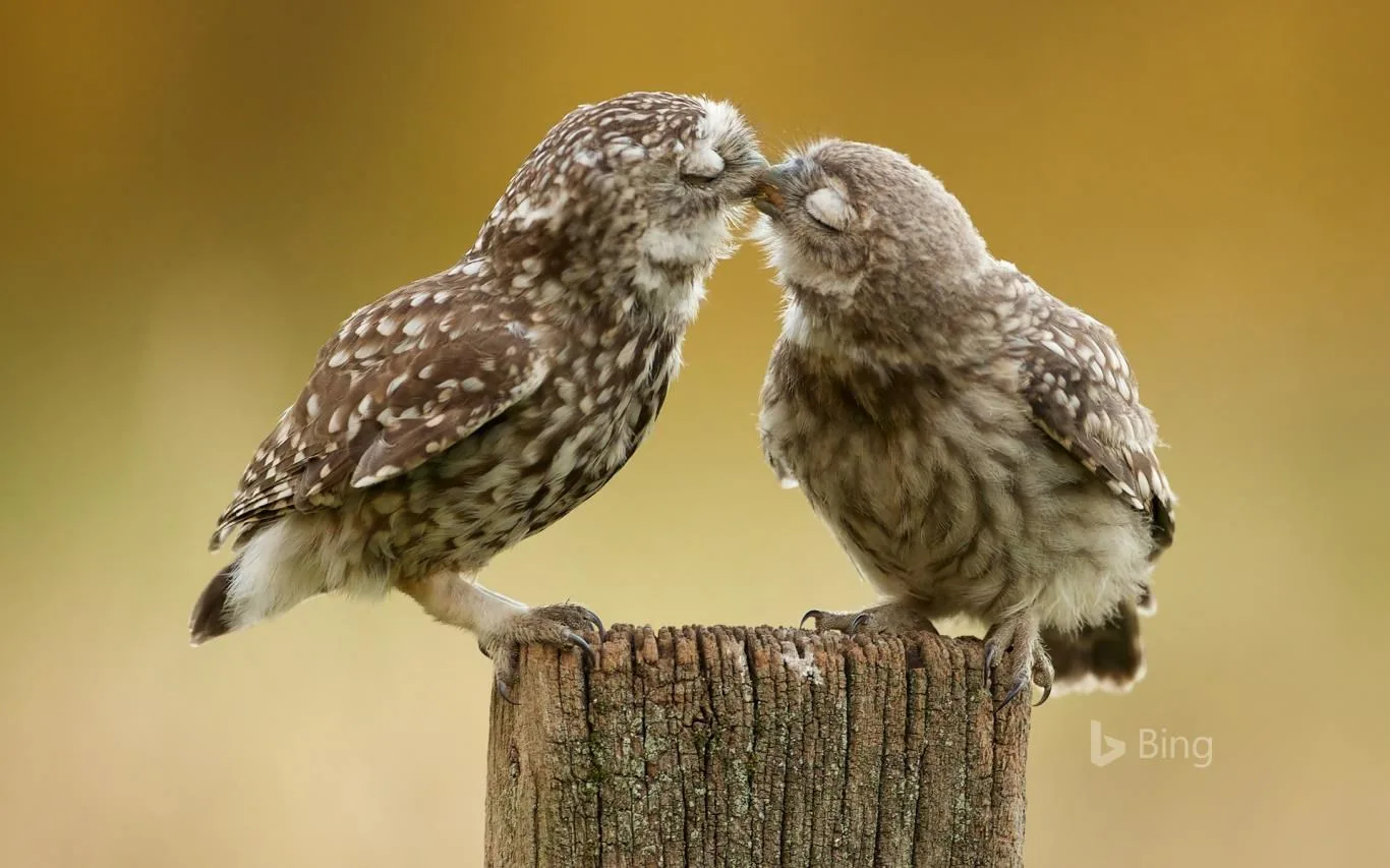 Bing Animals screenshot 2